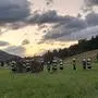 Die Einsatzkräfte wurden kurz nach 5 Uhr früh zu dem Unfall gerufen