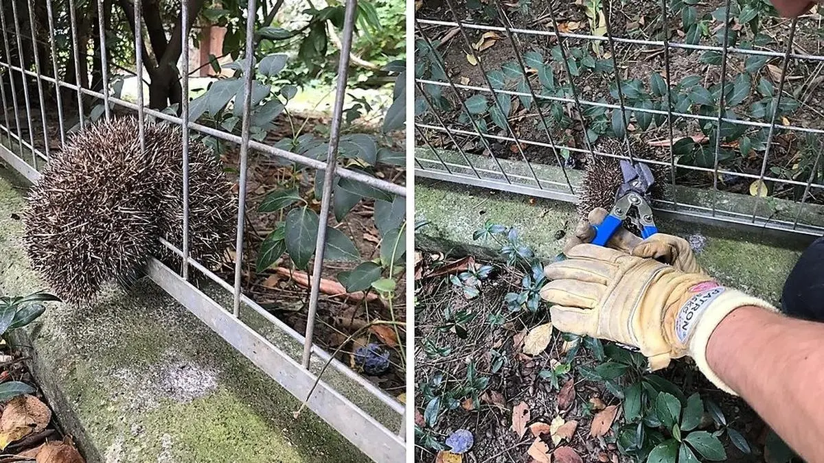 Ein bisschen zu dick: Der Igel konnte nicht mehr weiter.