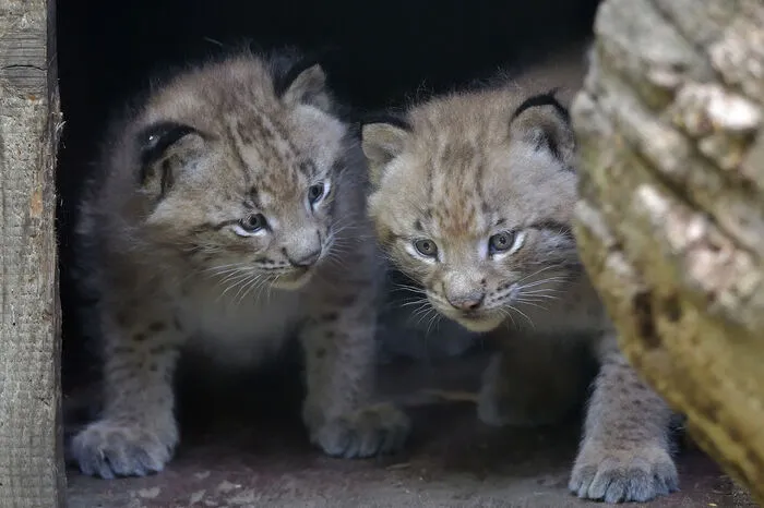 Um diese Tierart zu erhalten, werden Luchse in den Europäischen Zoos im Rahmen eines Zuchtbuches (ESB) gehalten.“ Vor einigen Jahren wurde von Polen aus ein Wiederansiedlungsprojekt gestartet. Auch der Tiergarten Schönbrunn nimmt daran teil.