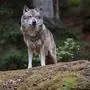 Ein Wolf (Sujet)