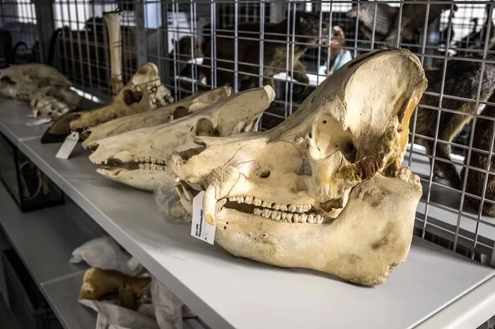 Teile der Sammlung sind bereits übersiedelt.