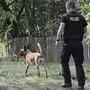 A German police officer walks with a search dog during an investigating at an allotment garden plot in Seelze, near Hannover, Germany, Tuesday July 28, 2020. Police have begun searching an allotment garden plot, believed to be in connection with the disappearance of missing British girl Madeleine McCann in Portugal in 2007. (AP Photo/Martin Meissner)