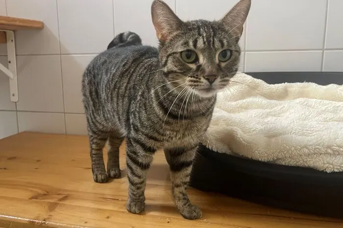 Wer vermisst die auf dem Foto abgebildete Tigerkatze? Sie ist in 9541 Einöde zugelaufen und befindet sich nun im Tierheim Villach. Kontakt: Kärntner Tierschutzverein Villach, Pogöriacherstraße 102 in Villach, Telefon: (04242) 54 1 25, www.tierschutzvereinvillach.at