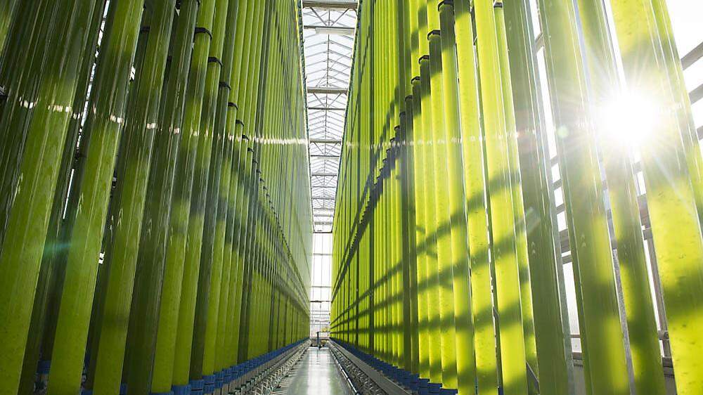Die Algenreaktoren von ecoduna in Bruck an der Leitha