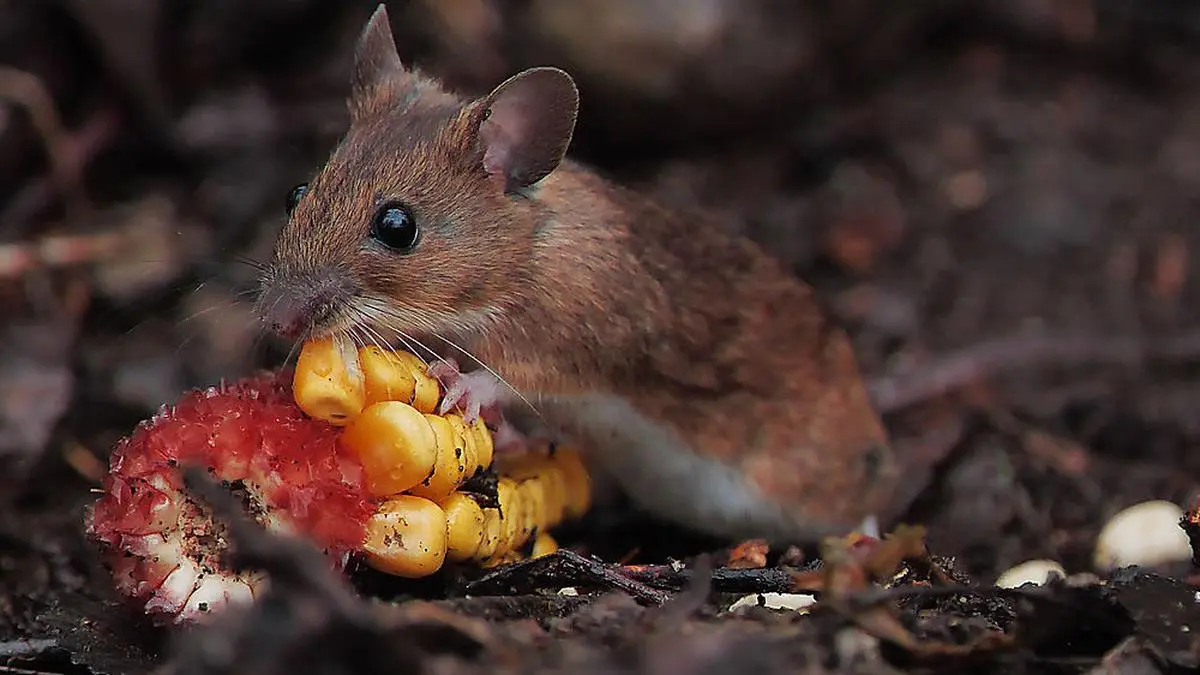 Die nachtaktive Waldmaus gehört zur Gattung der Altweltmäuse