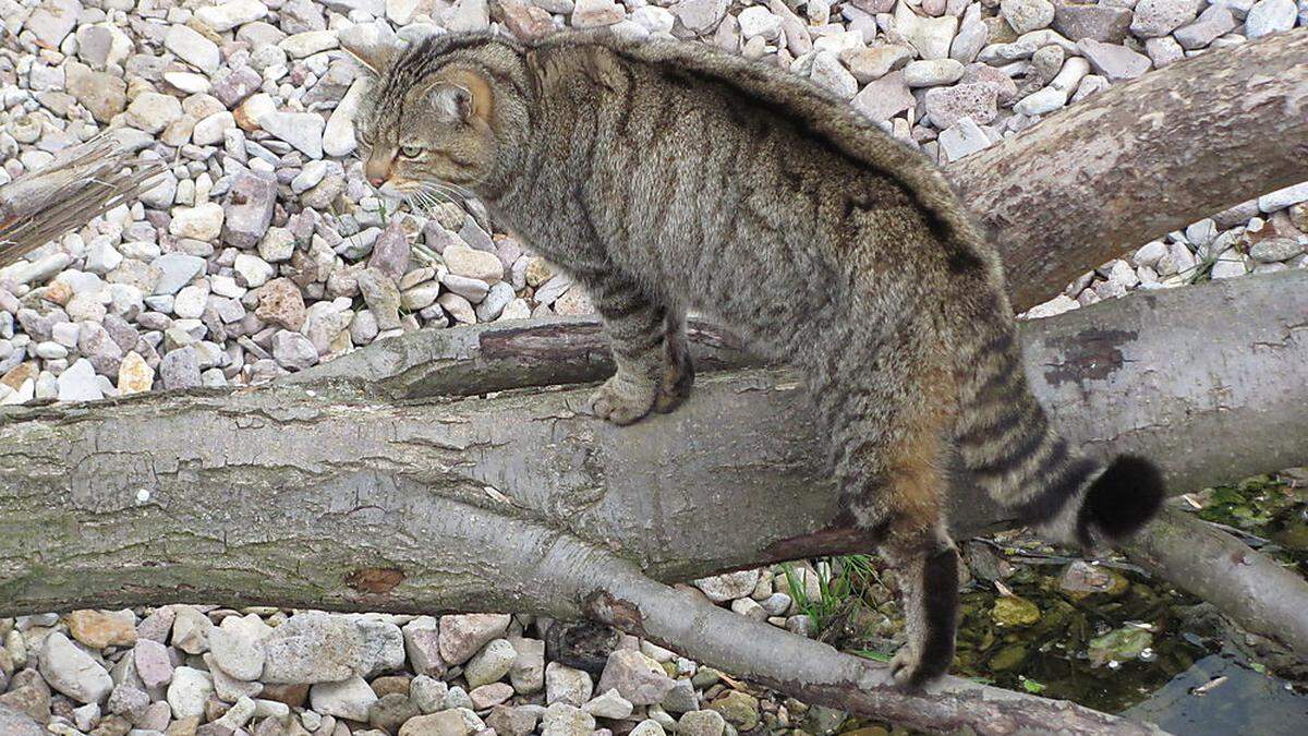 Freydis Burgstaller: „Durch die Ringelzeichnung am Schwanz ist die Wildkatze gut zu erkennen“ 