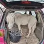 Pony im Kofferraum eines Autos | Das Pony schien „tiefenentspannt“
