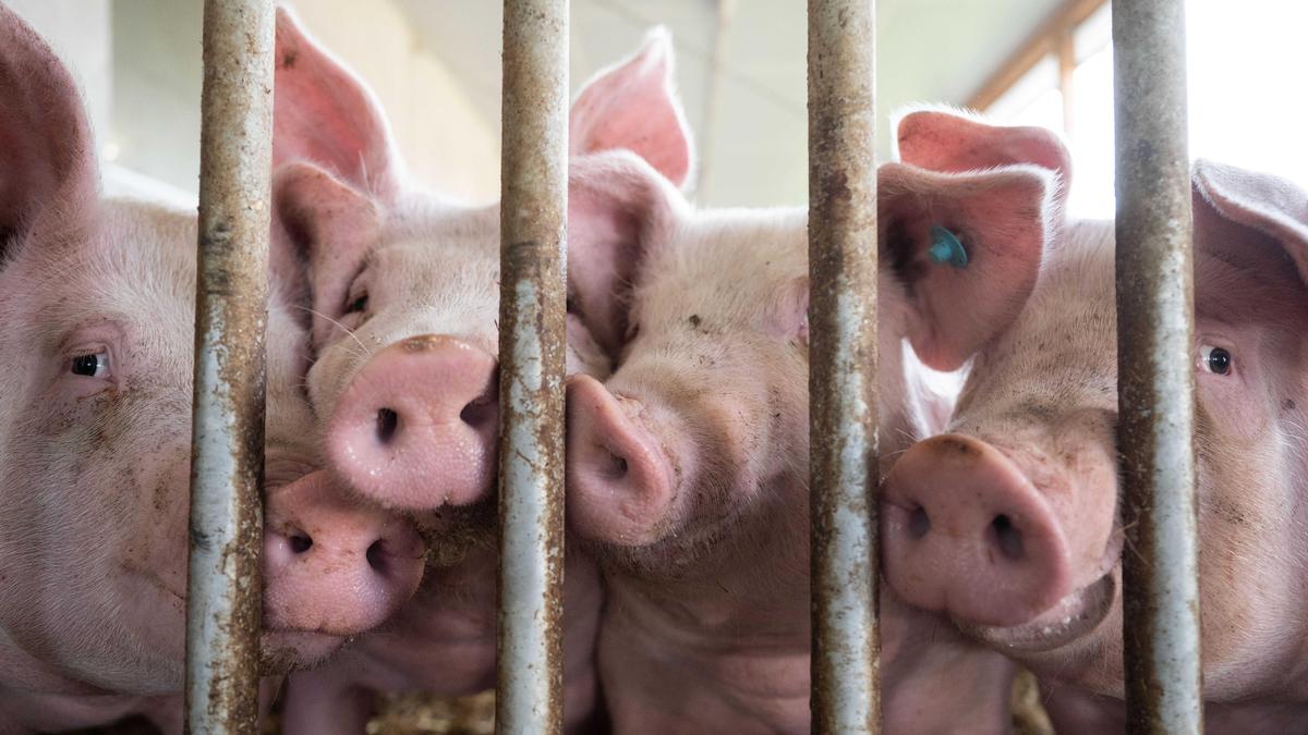 Der Bauer soll die getöteten Frauen an Schweine verfüttert haben