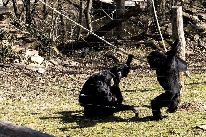 Ein kurzes beratschlagen der Siamangs, wer zuerst zum Futterkübel springt