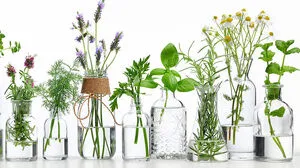 Heilmittel aus dem Kräutergarten