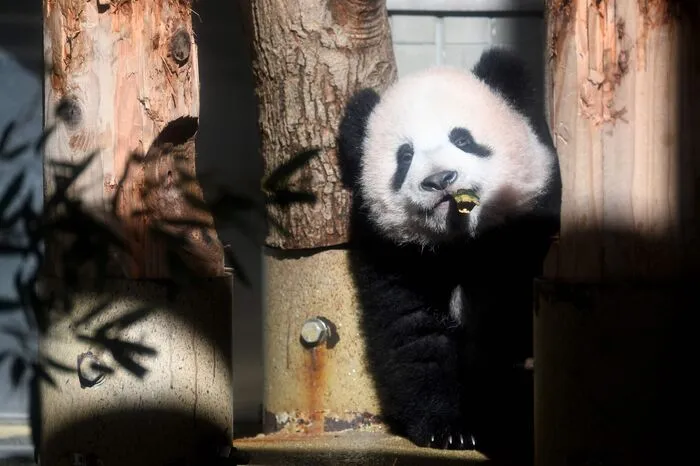 Beim Fototermin am Montag lief Xiang Xiang glücklich um seine Mutter Shin Shin herum, knabberte an Bambushalmen und kletterte auf Baumstämme.