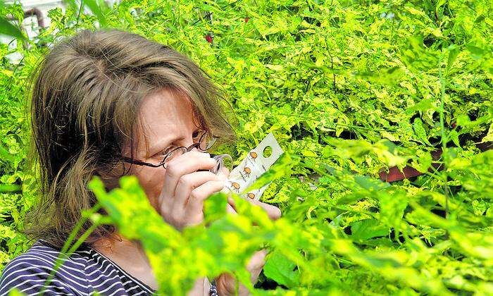 Sonja Stockmann ist seit 12 Jahren professionelle Nützlingsberaterin für heimische Gartenbau- und Zierpflanzen­betriebe.