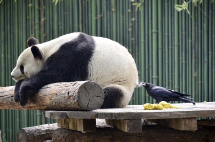 In dem Park leben auch "Auslandsösterreicher": Drei der insgesamt rund 30 Pandas wurden im Tiergarten Schönbrunn geboren