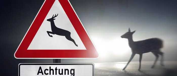 Unfall nach Wildwechsel (Symbolfoto)