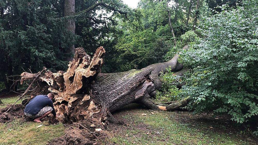 Großer Schaden: Im Sommer stürzten Eichen im Stadtpark um, im Frühjahr wird das betroffene Areal umgestaltet