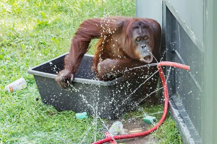 ... lässt sich das Wasser direkt aus dem Schlauch in den Mund laufen.