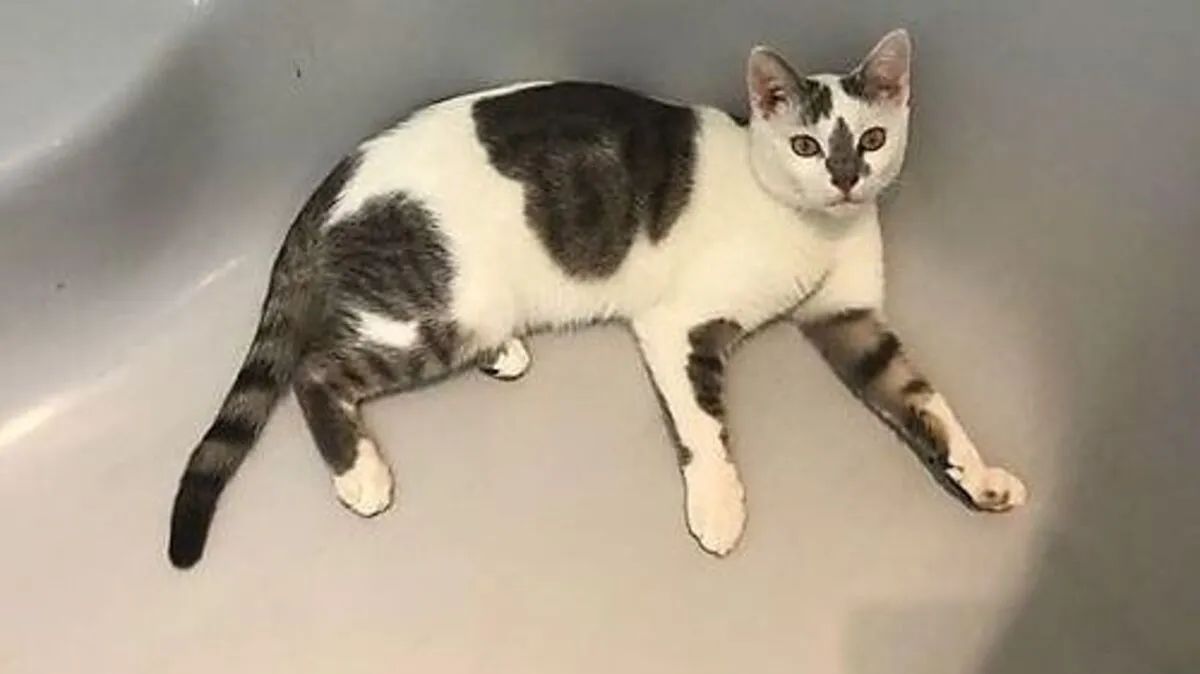 Der einjährige Kater Leon wird in Bad Gleichenberg vermisst