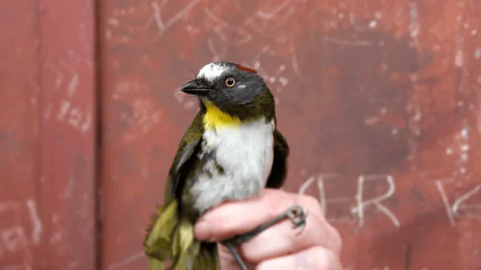 Der Oliv-Haubendickkopf (Aleadryas rufinucha)