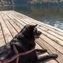 A dog laying peacefuly on a jetty enjoying the view on lake Bohinj, Julian Alps of Slovenia