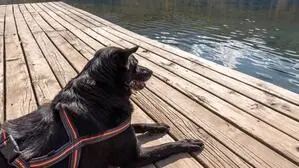 Hund am liegt auf Steg am Bohinj See | Badeverbot für Hunde in Bohinj