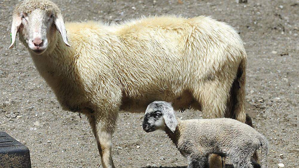 Hunde rissen Schafe auf Weide