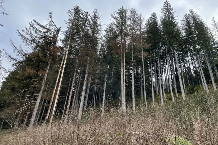 Befallene Fichten am Zeißenberg in Öblarn