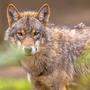 Der Wolf ist in Europa nicht mehr vom Aussterben bedroht, in der Fauna-Flora-Habitat-Richtlinie aber streng geschützt