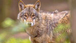 Der Wolf ist in Europa nicht mehr vom Aussterben bedroht, in der Fauna-Flora-Habitat-Richtlinie aber streng geschützt