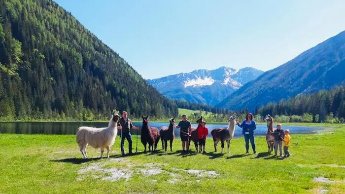 Caramello, Matteo, Emilio, Conrad, Pongratz, Black und Svenjo heißen die sieben Lamas, die im Bergsteigerdorf Mallnitz ihr Zuhause gefunden haben.