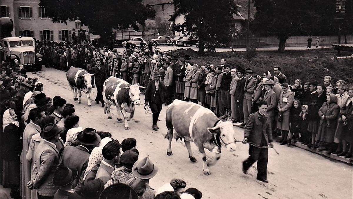 Drei prämierte Kühe wurden bei den Raabtaler Festtagen 1954 durch die Stadt getrieben