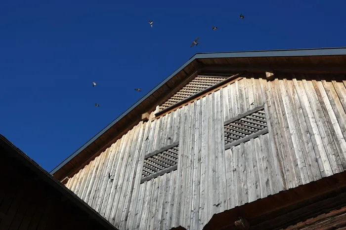 In jedem Giebel des Bauernhofes finden sich Nester