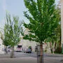 Die Bäume in der Leonhardstraße wurden 2018 nach dem Schwammstadt-Prinzip gepflanzt