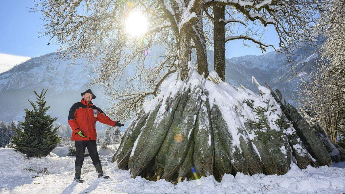 Gerhard Plesnik aus Gallizien ist der Sprecher der Kärntner Christbaumbauern