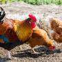 Ab 28. April dürfen Villachs Hühner wieder ins Freie