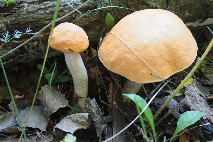 Espenrotkappe - Leccinum rufum Merkmale: Der Hut ist leuchtend orangerot bis orangebraun, feinfilzig, am Rand überstehend und etwa sechs bis 18 Zentimeter breit. Das Fleisch ist weiß, beim Schnitt wird es rosa, dann lila-grau bis schwarz und wird fest. Die Röhren sind zunächst weißlich und werden grau-gelblich. Der Stiel ist weiß mit gleichfarbigen Schuppen, die sich später rotbräunlich verfärben und im unteren Teil bei Berührung blau-grünlich werden. Sein Geruch ist markant pilzig. Vorkommen: Wieder Name verrät, findet man ihn unter Espen, auch Zitterpappeln genannt, vom Frühling bis in den Spätherbst. Verwechslung: Man kann ihn mit Raustielröhrlingen verwechseln, diese haben schwarze Schuppen am Stiel, doch auch diese sind essbar.