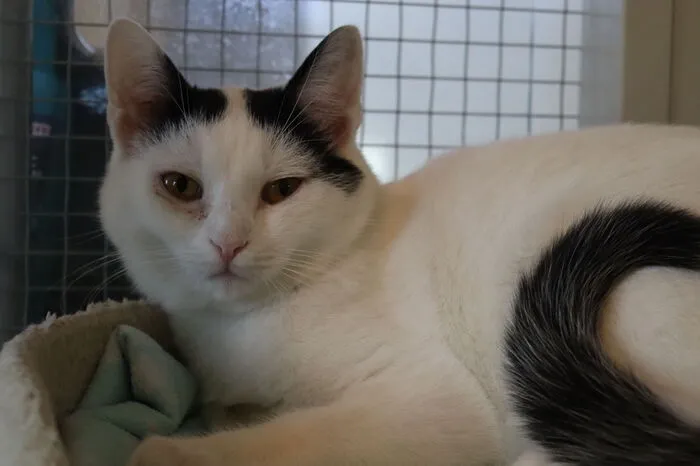 Kater Lenni ist schon seit Juli 2021 bei den Weizer Katzenfreunden und würde sich sehr über ein neues Zuhause freuen.