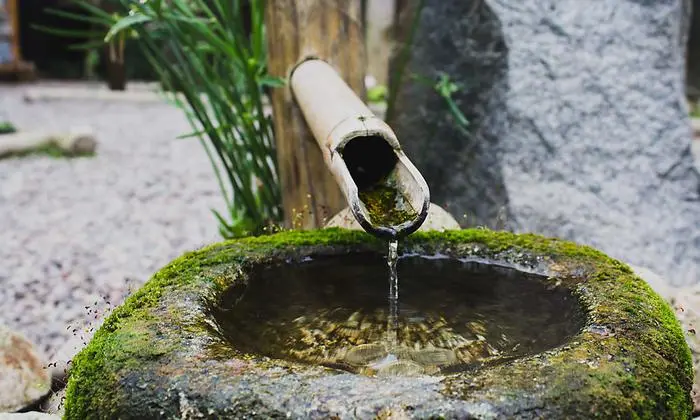 Reizvoller Moosbewuchs