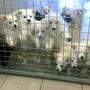 Das illegale Geschäft mit Hunden blüht: Diese Hunden wurden an der burgenländischen Grenze beschlagnahmt