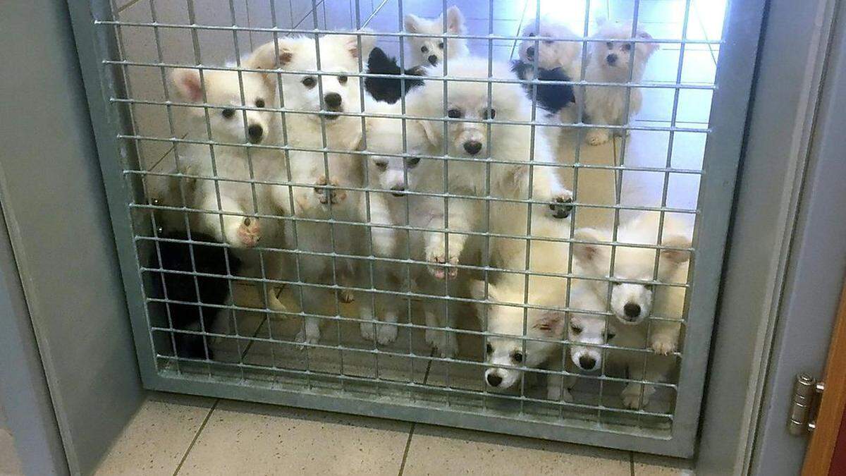 Das illegale Geschäft mit Hunden blüht: Diese Hunden wurden an der burgenländischen Grenze beschlagnahmt