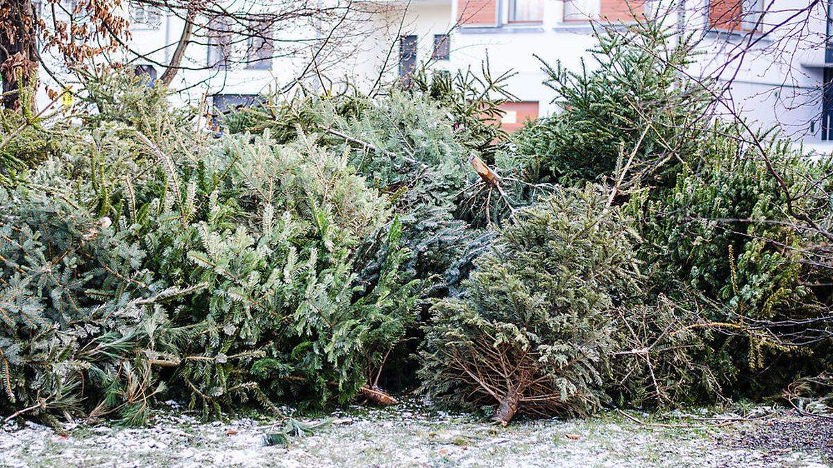 Nach Weihnachten werden die Christbäume von der Müllabfuhr abgeholt.