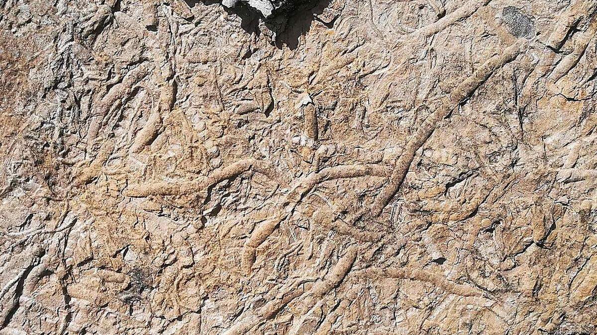 Die perlenkettenartigen Spurenfossilien auf einem der tonnenschweren Steine