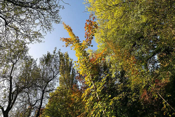 Die Vielfalt macht's: Auch Zitterpappeln oder Birken tragen eine spätgoldene Herbstfärbung.