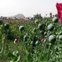 Die Mohnknollen wurden legal in Österreich gekauft. Die Knollen enthalten Opium.