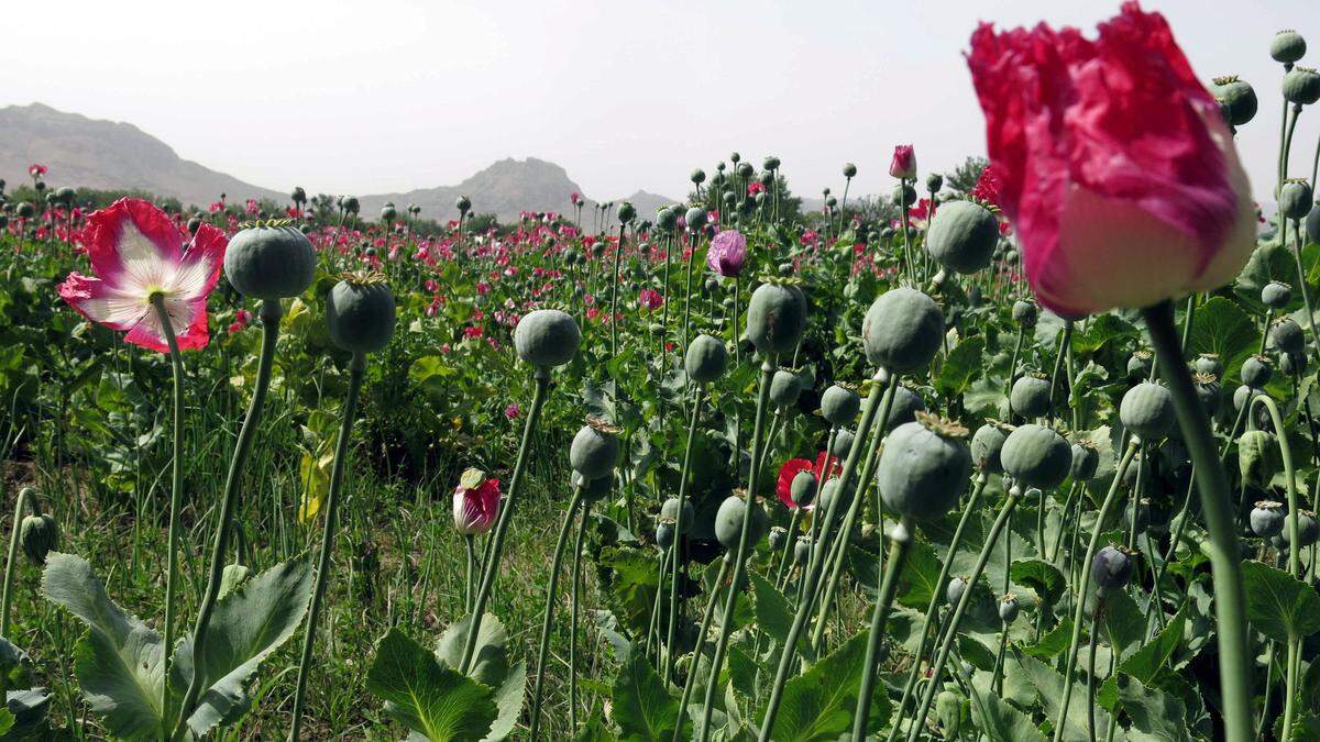 Die Mohnknollen wurden legal in Österreich gekauft. Die Knollen enthalten Opium.