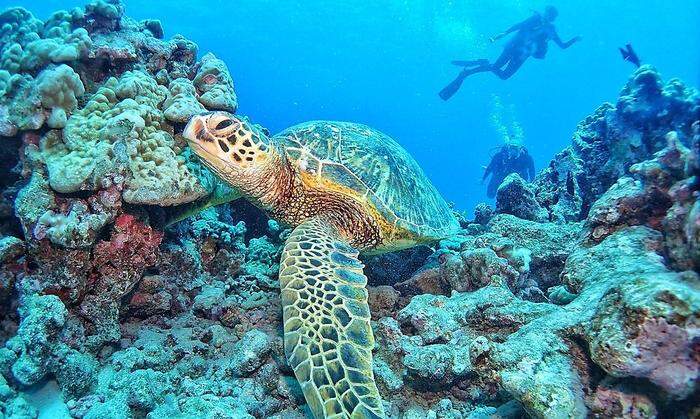 Die Studentin beim Tauchen auf Hawaii