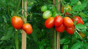 Bei den Tomaten gehören die Seitentriebe entfernt