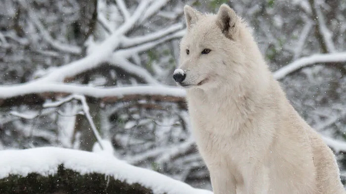 Ein weißer Wolf genießt die Schneelandschaft.