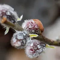 Frostige Nacht setzt auch den Knospen zu