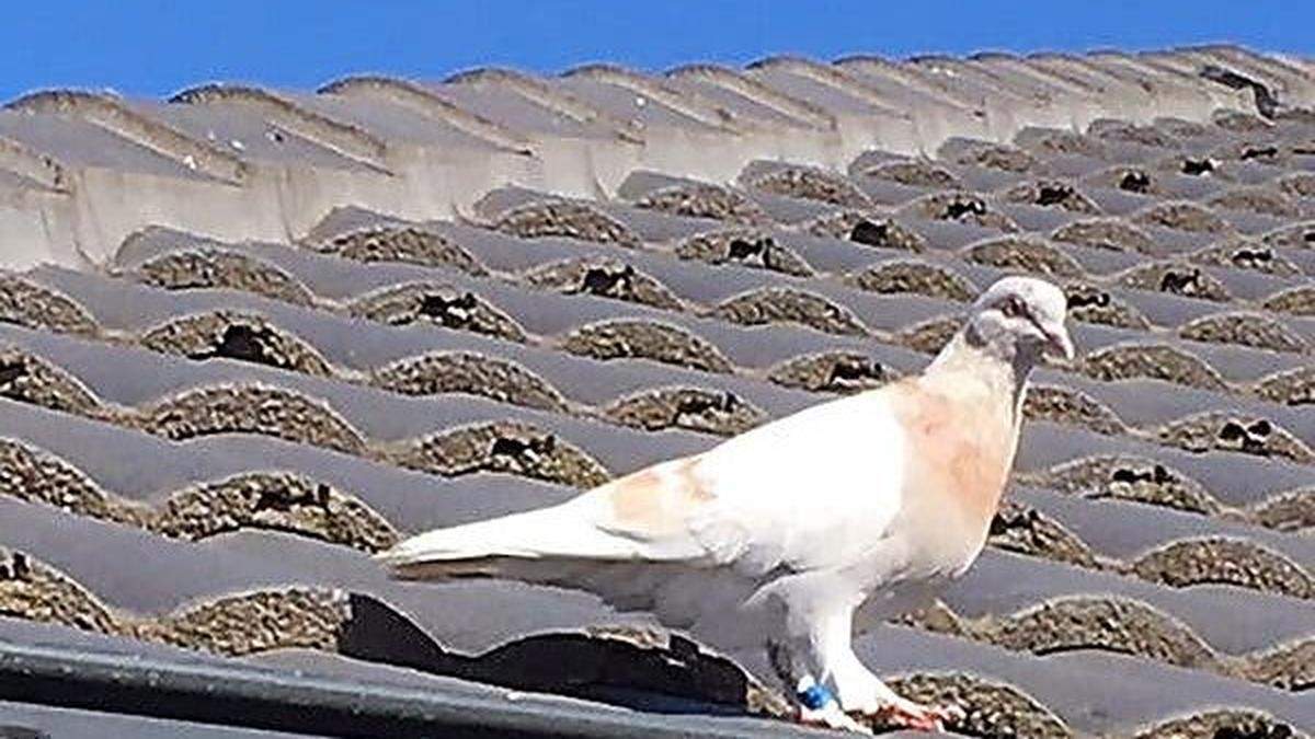 Die vermeintliche Renntaube &quot;Joe&quot;, fotografiert von ihrem Finder