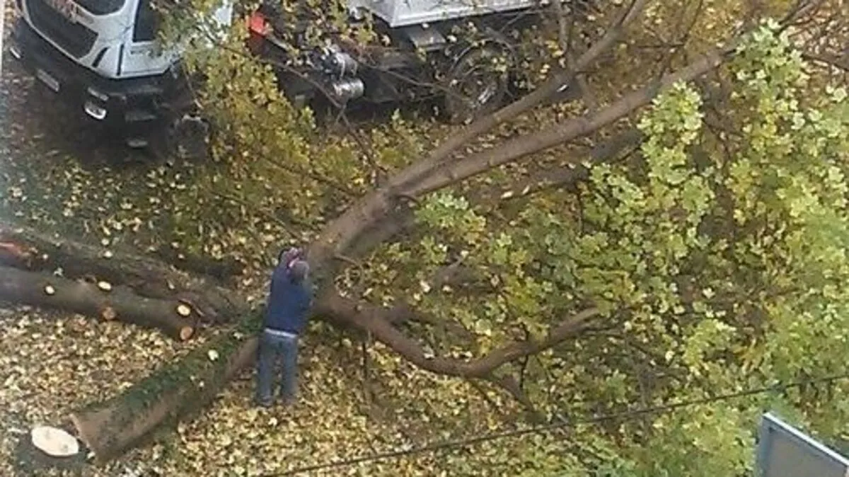 Die Bäume bei der „Dominikanerkaserne“ mussten fallen